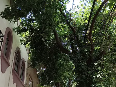 Fachada de Casa Nicolás San Juan — foto 2